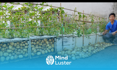 Why does using Styrofoam box to grow potatoes produce so many tubers Turns out it s a secret