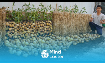 Double productivity I wish I knew this tip for growing potatoes at home sooner Many big tubers