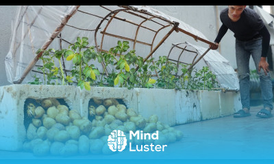 If you know this method of growing potatoes in a greenhouse earlier you will have potatoes to eat a