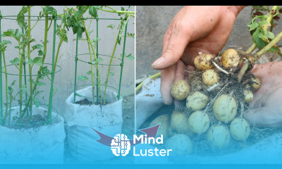 How to grow potatoes at home for many tubers without a garden