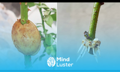 How to propagate roses with potatoes for fast rooting Growing roses in potatoes