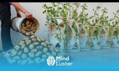 Why do potatoes grown in Gallon Bucket have so many big tubers The secret lies here