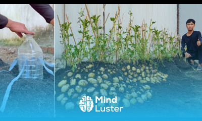 Wish I knew this secret to growing potatoes sooner Grow potatoes all year round with this tip