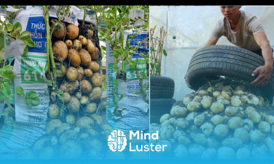 WOW The Most Effective Potato Growing Solutions I ve Tried