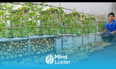  Home Gardening Effective solution for beginners using Styrofoam boxes for gardening