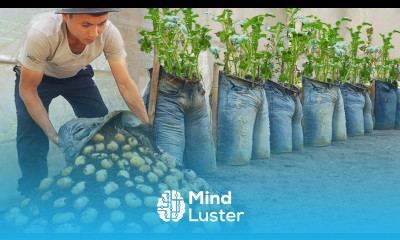 Why does the method of growing Potatoes in Jeans produce so many tubers Grow at Home