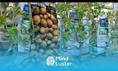  The Secret to Growing High Yield Potatoes at Home – Something Few People Share Let s explore