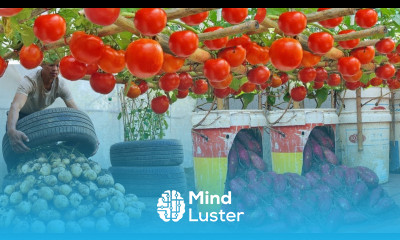  Home Gardening High yield home gardening solutions you should know