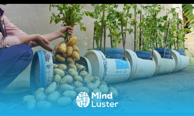 Method Grow Super Yielding Potatoes Without a Garden Eat All Year Long Here s the Secret