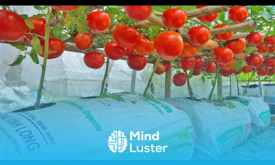 Grow tomatoes for your family with this method you won t have to buy tomatoes anymore