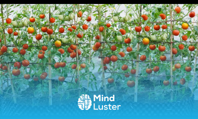 Since I know how to grow this tomato I don t have to buy tomatoes from the market anymore