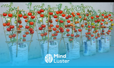 I wish I had known this method of growing tomatoes in soil bags sooner Tomato very Succulent