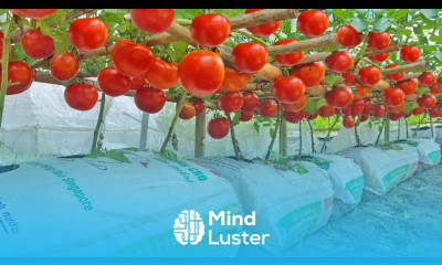 I was stupid for not knowing about these tomato growing methods sooner Fruit large very sweet