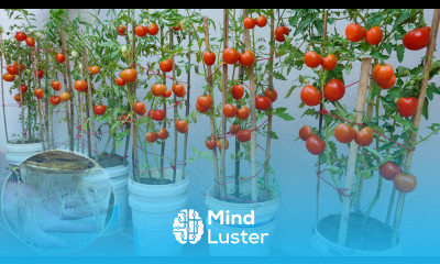 How to grow tomatoes in plastic barrel Here is the answer The fruit is large and succulent