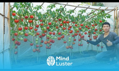 No need to buy tomatoes anymore I discovered the secret to growing tomatoes all year round