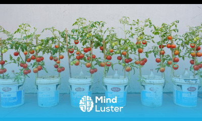 Great technique for growing tomatoes in plastic barrel bursting with fresh fruit tomatoes