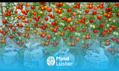 I will grow tomatoes this way to get the highest yield without much care