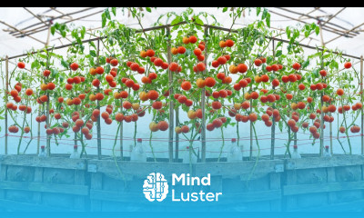 Use this method to grow tomatoes for your family Not everyone wants to tell you