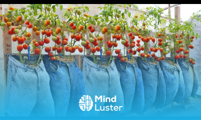 You won t throw away your old jeans if know this method of growing tomatoes Lots of fruit