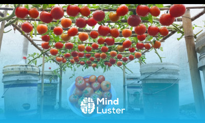 Big succulent tomatoes Solution for Growing Tomatoes at Home for People Who Don t Have Much Time