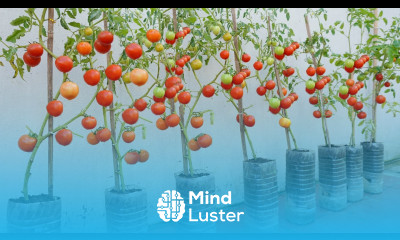 Surprise With just a few plastic bottles you can have a tomato garden for your family