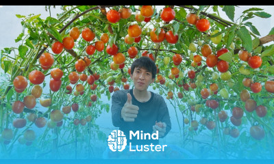  Home Gardening The solution to growing tomatoes with the most fruit at home