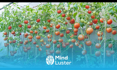 Home Gardening Save a lot of money buying tomatoes if you grow tomatoes using this method