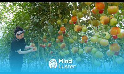 Harvesting Many Tomatoes Goes To Market Sell Gardening Cooking Tomatoes