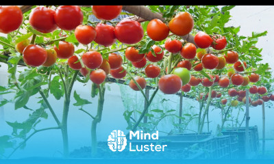 Home gardening Stop buying tomatoes Grow them at home You Will Be Surprised