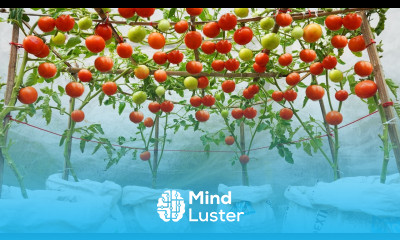 How to grow tomatoes in soil bags for your family to eat all year round