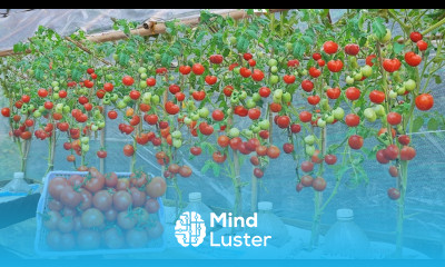 Home Gardening How to Grow Super Yielding Tomatoes for Beginners