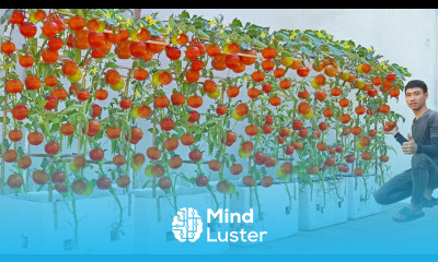 Revealing the Formula for Growing Tomatoes in Foam Boxes with Triple the Yield to Garden Soil