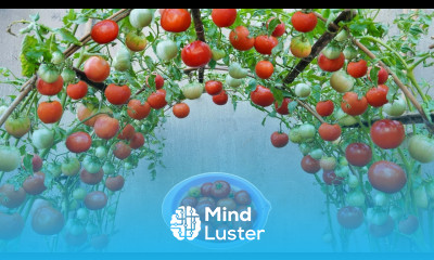 Exclusive Reveal The Method of Growing Extremely Fruitful Tomatoes – 99 of Gardeners Don t Know