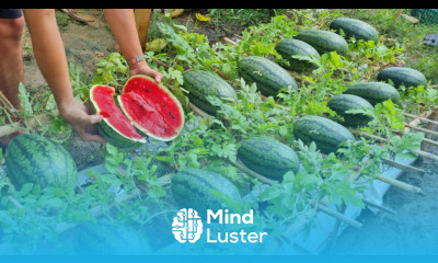 Grow watermelon in this way the fruit will be big and sweet grow watermelon in a bag of soil