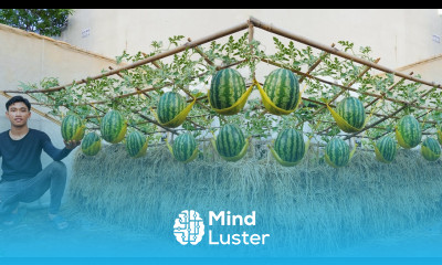 Why didn t I know this watermelon growing method sooner watermelon is succulent and sweet