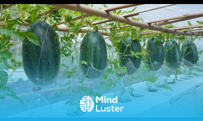 Growing watermelon fruit will be big and sweet if you do it this way