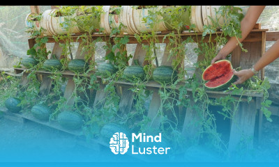 Growing watermelon at home gives high yields if you know this tip Sweet and succulent fruit