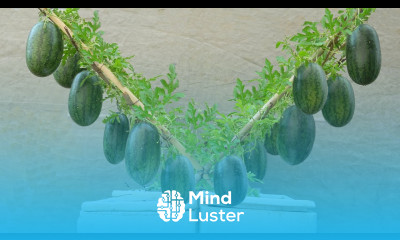 Wish I knew this method of growing watermelon for my family sooner The fruit is sweet and succulent