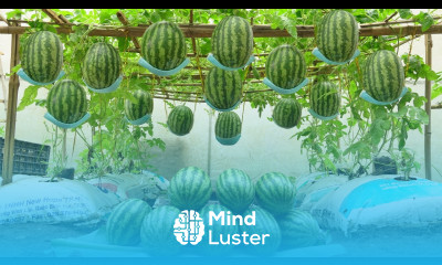 Home Gardening Why does growing watermelon in soil bags produce so many fruits