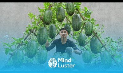 Big sweet and juicy fruit Here s the secret to growing watermelons at home