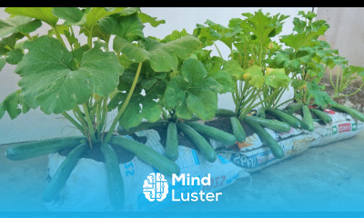 Why does planting zucchini in soil sacks yield so many fruits Here is the answer