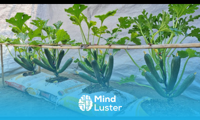 Secret to growing zucchini from seeds in soil bags Many fruit