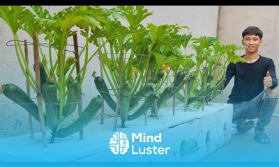 I was surprised with this solution for growing zucchini Lots of fruit and easy to make