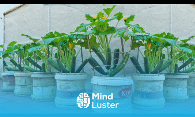 Home Gardening If you want to grow large fruited zucchini at home check out this method