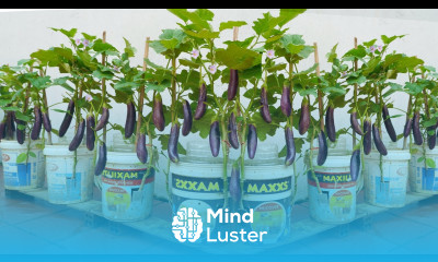 Don t miss this secret to growing eggplants at home Cheap method but high yield