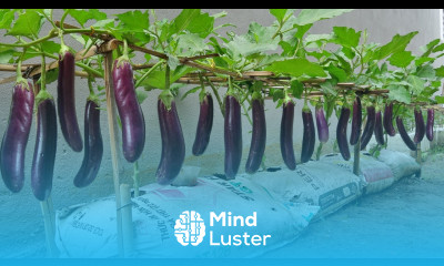 Home Gardening Why growing eggplants in bags of soil produces so many fruits