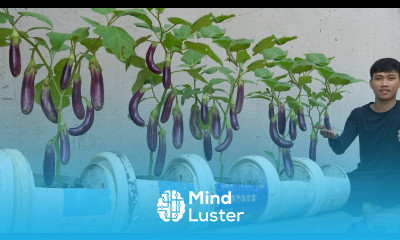 Home Gardening Want a Bumper Crop of Eggplants Try This One Simple Trick Now