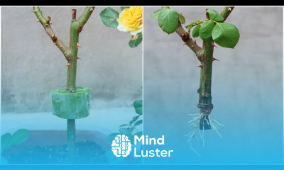 Surprised with how to propagate roses with aloe vera very fast rooting