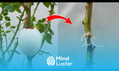 100 rooting rose by chicken eggs with air layering skill Rose cuttings