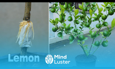 How to grow lemon tree from lemon branch with toilet paper The Most Effective Method